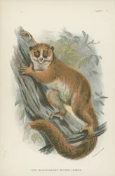 Der Schwarzohr-Mauslemur