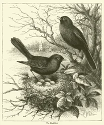 Die Amsel (Gravur)