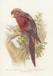 Der Blaugestreifte Lory, Lorius Cyanostriatus