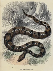 Die Boa Constrictor (farbiger Stich)