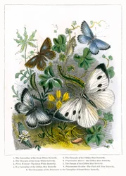 Das Schmetterlingsvivarium (farbige Gravur)