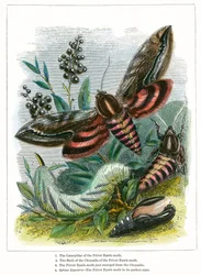 Das Schmetterlingsvivarium