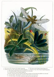 Das Schmetterlingsvivarium (farbige Gravur)