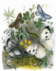 Das Schmetterlingsvivarium