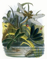 Das Schmetterlingsvivarium