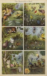Der Schmetterlingsball