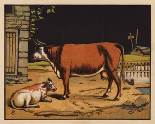 Die Kuh
