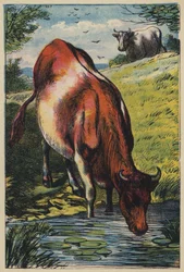 Die Kuh