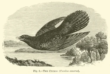 Der Kuckuck, Cuculus canorus