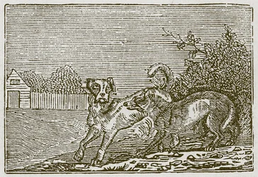 Der Hund und der Wolf