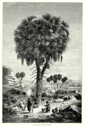 Die Doum-Palme in Nubien (Gravur)