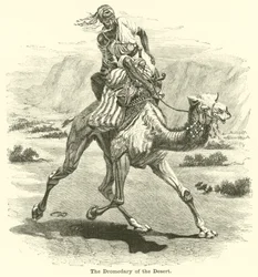 Das Dromedar der Wüste