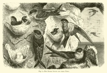 Die essbaren Mauersegler und ihre Nester