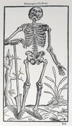Die Vorderseite der Knochen, Tafel aus The Historie of Man, veröffentlicht von John Banister (1540-1610), 1578