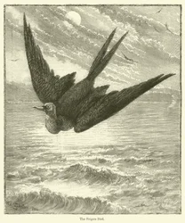 Der Fregattvogel (Gravur)