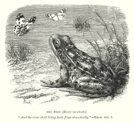 Der Frosch (Rana Esculenta)