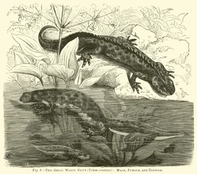 Der Große Warzige Molch (Triton cristatus), Männchen, Weibchen und Kaulquappe