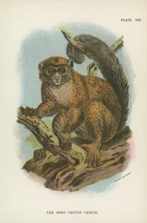 Der Graue Sanftlemur