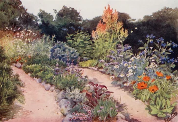 Der Kräutergarten: Kräuterbeete im Juni