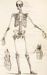 Das menschliche Skelett, um 1890