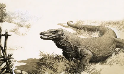 Der Komodowaran