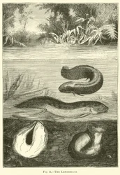 Die Lepidosiren