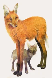 Der Mähnenwolf, gefunden in Südamerika