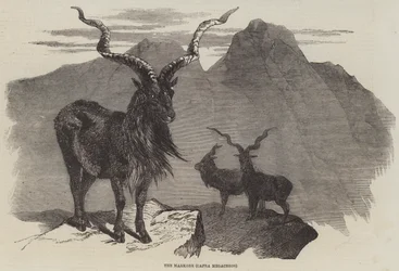 Der Markore, Capra Megaceros