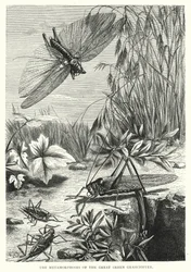 Die Metamorphosen der großen grünen Heuschrecke