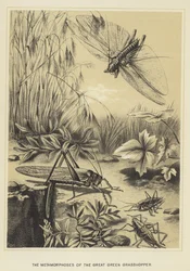 Die Metamorphosen der großen grünen Heuschrecke