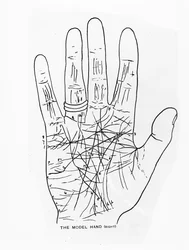 Das Modellhand (Rechts)