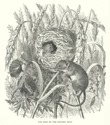 Das Nest der Erntemäuse (Gravur)