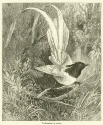 Der Paradiesvogel (Gravur)
