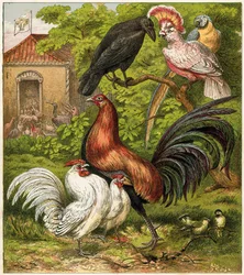 Der Pfau zu Hause
