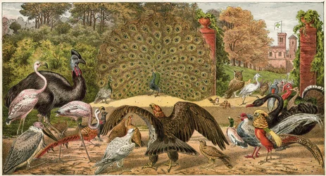 Der Pfau zu Hause