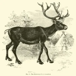 Das Rentier, Cervus tarandus