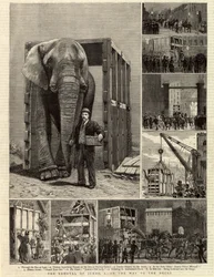 Die Entfernung von Jumbo