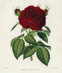 Der Rosengarten: Jean Liabaud, HP