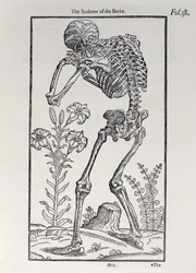 Das Skelett des Rückens, Tafel aus The Historie of Man, veröffentlicht von John Banister (1540-1610), 1578