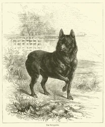 Der Schipperke
