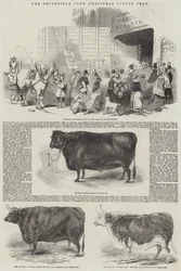 Die Smithfield Club Weihnachtsviehschau