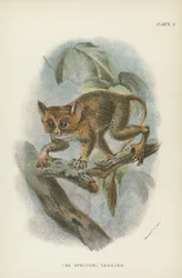 Der Spektral-Tarsier