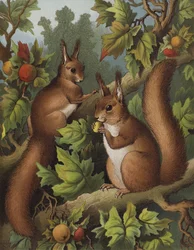 Der Eichhörnchenbaum