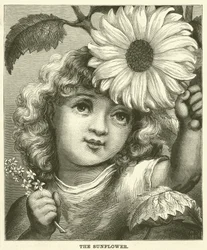 Die Sonnenblume (Gravur)