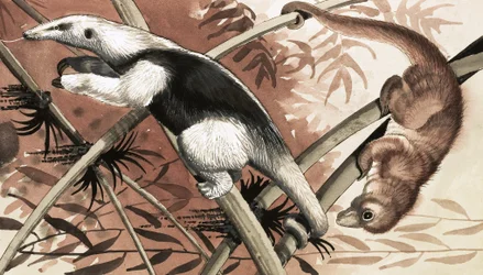 Der Tamandua