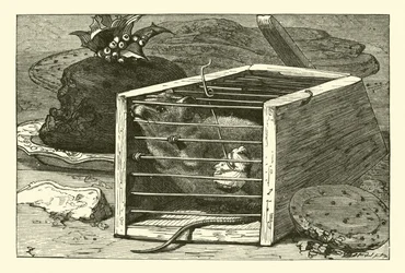 Die diebische Maus