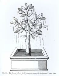 Der Baum des Lebens oder der Weidenbaum, gepflanzt in den Staaten von Priester Johannes, Illustration aus Wissenschaft und Literatur im Mittelalter und der Renaissance, geschrieben und graviert von Paul Lacroix, 1878