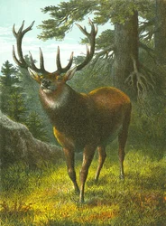 Der Wapiti