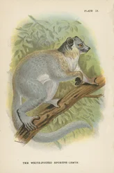 Der Weißfüßige Sportive-Lemur