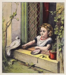 Die weiße Taube